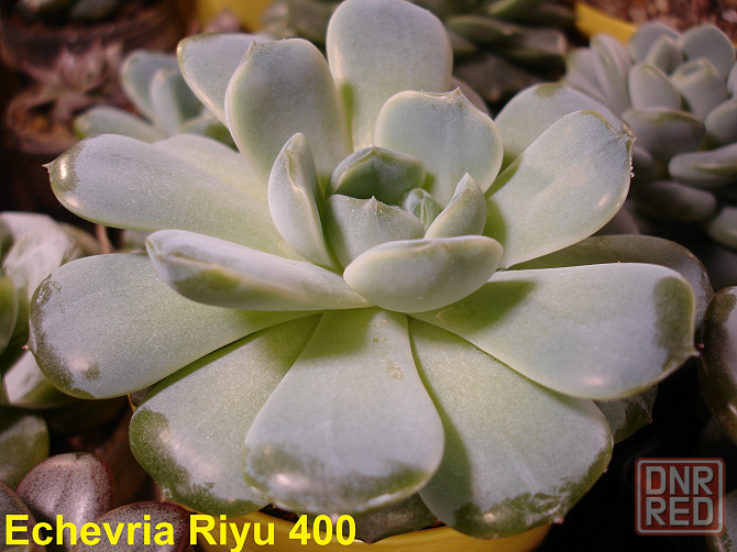 Суккуленты Echeveria Китай Корея Севастополь - изображение 7