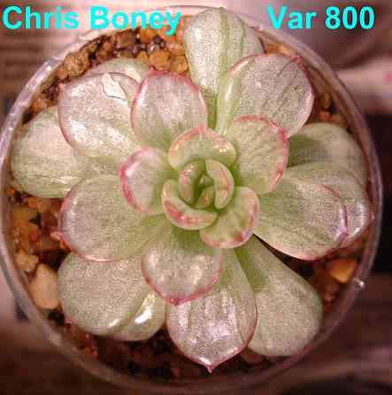 Суккуленты Echeveria Эхеверия Корея Китай Почтой Калла клубни Севастополь