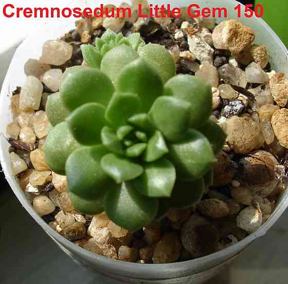 Суккуленты Echeveria Эхеверия Корея Китай Почтой Калла клубни Севастополь