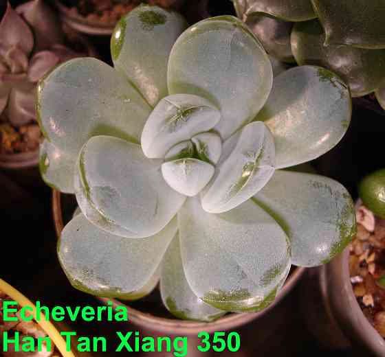 Суккуленты Echeveria Эхеверия Корея Китай Почтой Калла клубни Севастополь