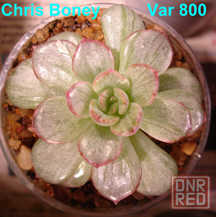 Суккуленты Echeveria Эхеверия Корея Китай Почтой Калла клубни Севастополь - изображение 2