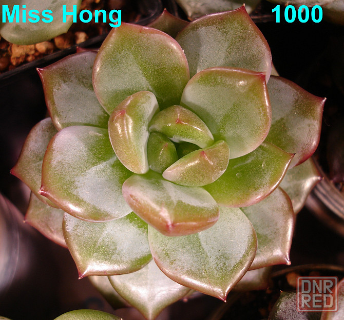Суккуленты Echeveria Эхеверия Корея Китай Почтой Калла клубни Севастополь - изображение 8
