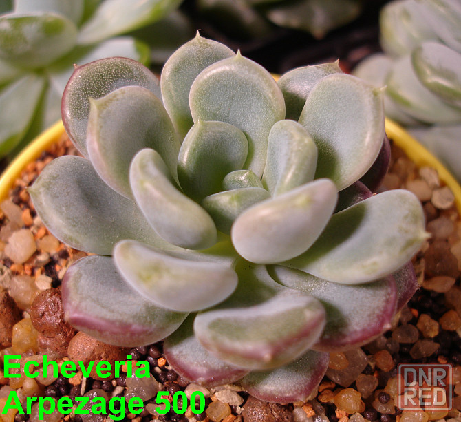 Суккуленты Echeveria Эхеверия Корея Китай Почтой Калла клубни Севастополь - изображение 1