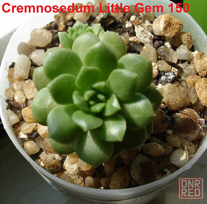 Суккуленты Echeveria Эхеверия Корея Китай Почтой Калла клубни Севастополь - изображение 4