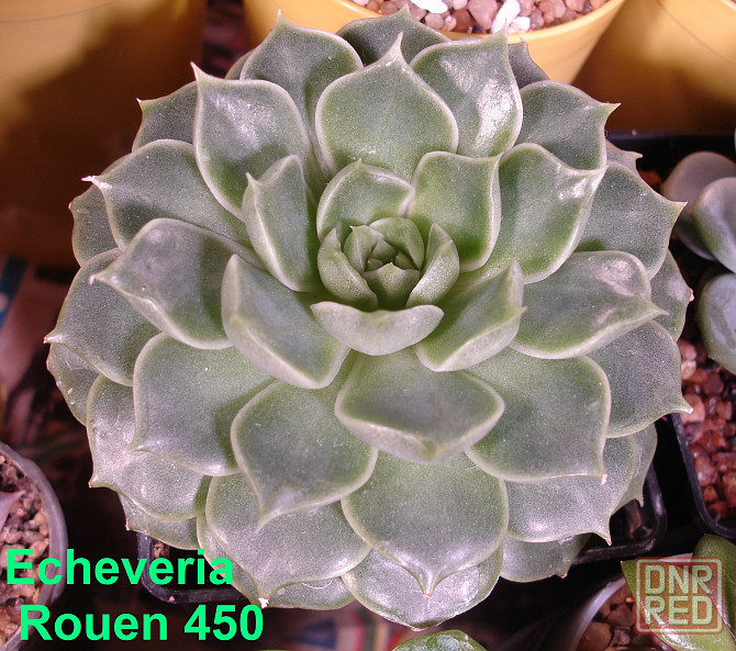 Суккуленты Echeveria Эхеверия Корея Китай Почтой Калла клубни Севастополь - изображение 7