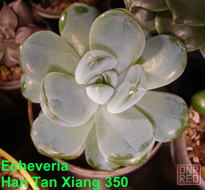 Суккуленты Echeveria Эхеверия Корея Китай Почтой Калла клубни Севастополь - изображение 5