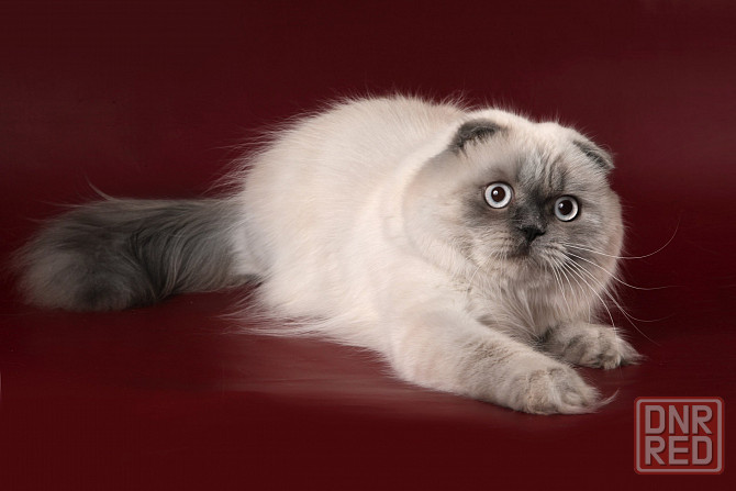 Котик ищет невесту Донецк - изображение 1