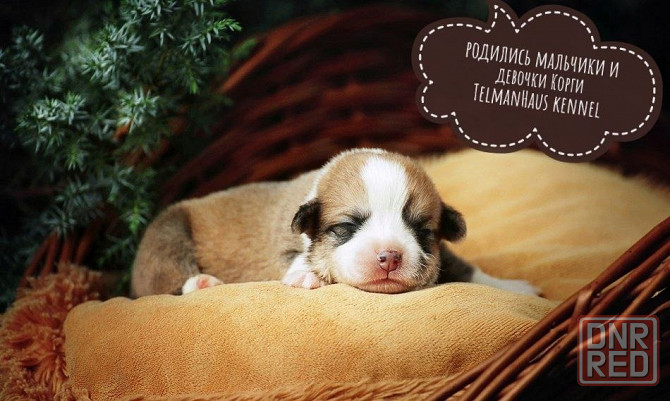 Продаются щенки вельш корги пемброк Донецк - изображение 1