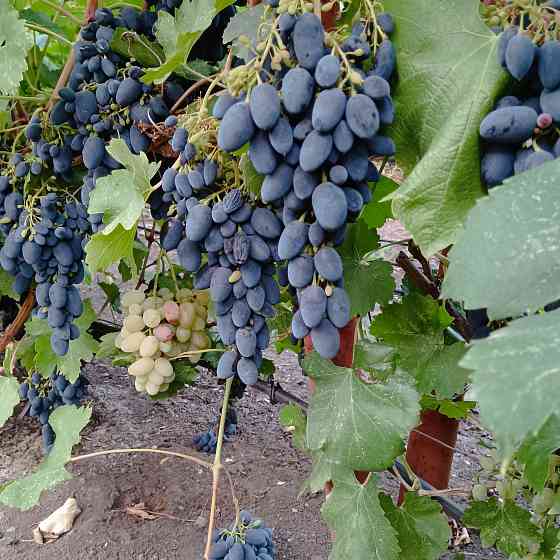 Продам созревший виноград Кодрянка Донецк