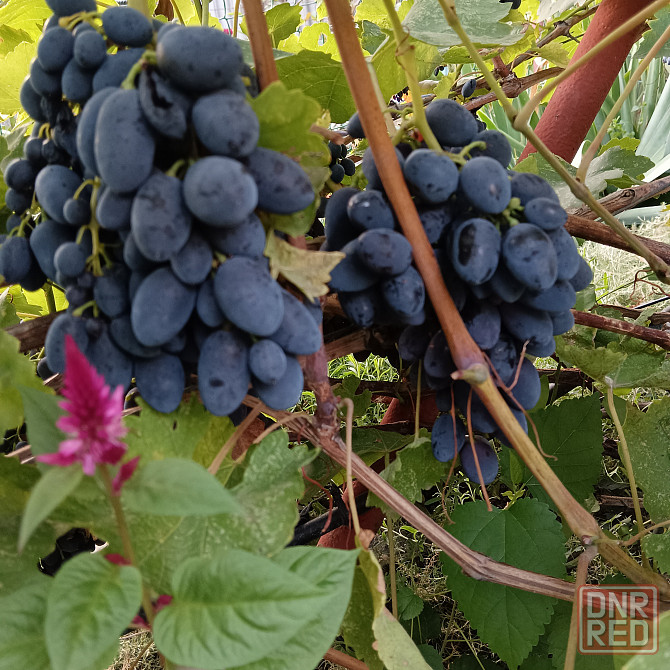 Продам созревший виноград Кодрянка Донецк - изображение 2