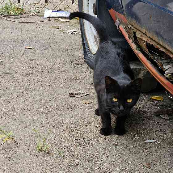 Отдам котенка в хорошие руки, привезу. Донецк, Днр. Донецк