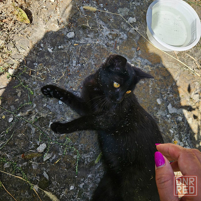 Отдам котенка в хорошие руки, привезу. Донецк, Днр. Донецк - изображение 6