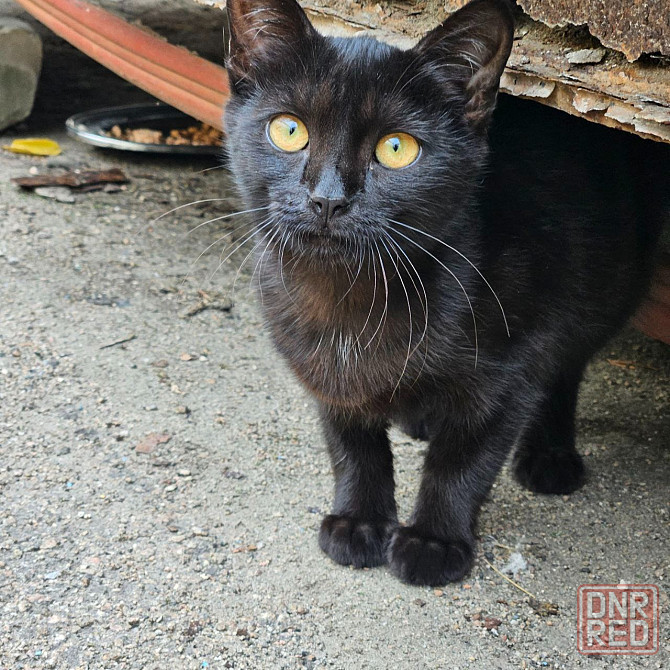 Отдам котенка в хорошие руки, привезу. Донецк, Днр. Донецк - изображение 3