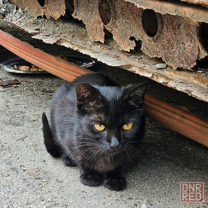 Отдам котенка в хорошие руки, привезу. Донецк, Днр. Донецк - изображение 7