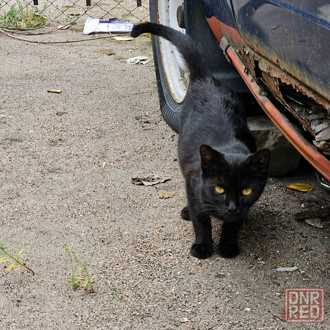 Отдам котенка в хорошие руки, привезу. Донецк, Днр. Донецк - изображение 5