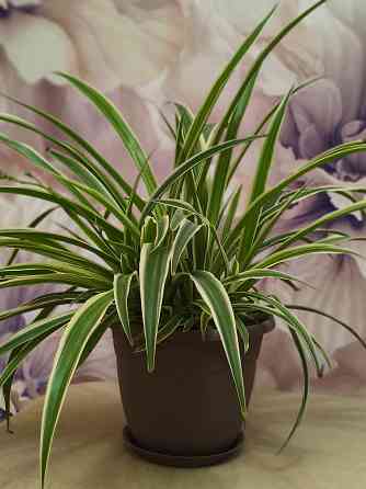 Продам Хлорофитум Донецк