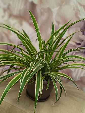 Продам Хлорофитум Донецк