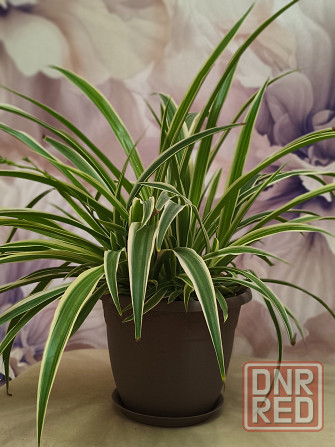 Продам Хлорофитум Донецк - изображение 1