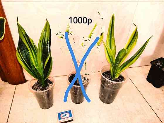 Сансевиерия Gold Flame Голд Флейм Донецк