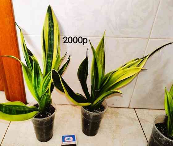 Сансевиерия Gold Flame Голд Флейм Донецк