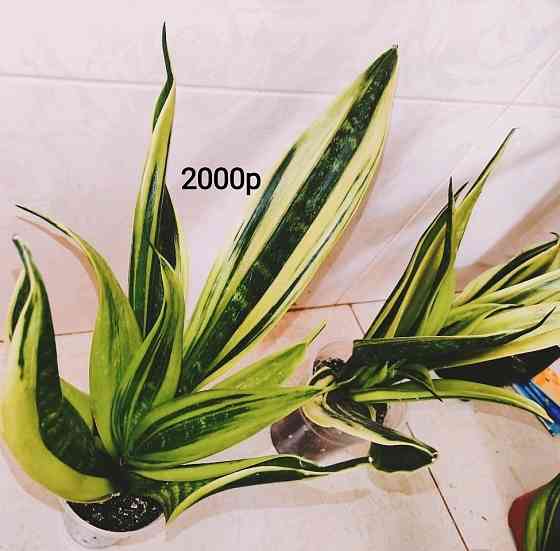 Сансевиерия Gold Flame Голд Флейм Донецк