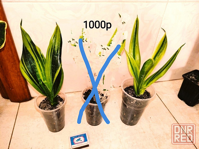 Сансевиерия Gold Flame Голд Флейм Донецк - изображение 3