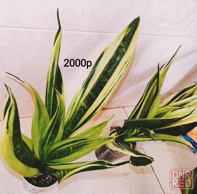 Сансевиерия Gold Flame Голд Флейм Донецк - изображение 1