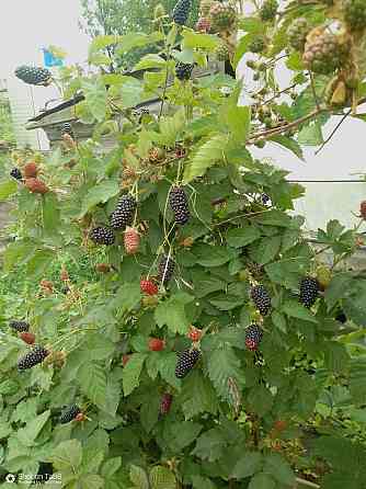 Продается дом в Донецке Горбачева Михайловка Донецк