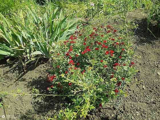 Продается дом в Донецке Горбачева Михайловка Донецк