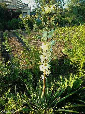 Продается дом в Донецке Горбачева Михайловка Донецк