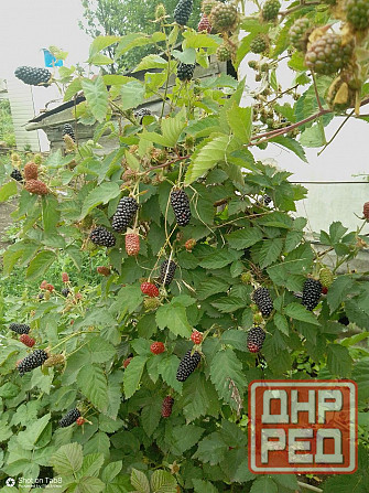 Продается дом в Донецке Горбачева Михайловка Донецк - изображение 2