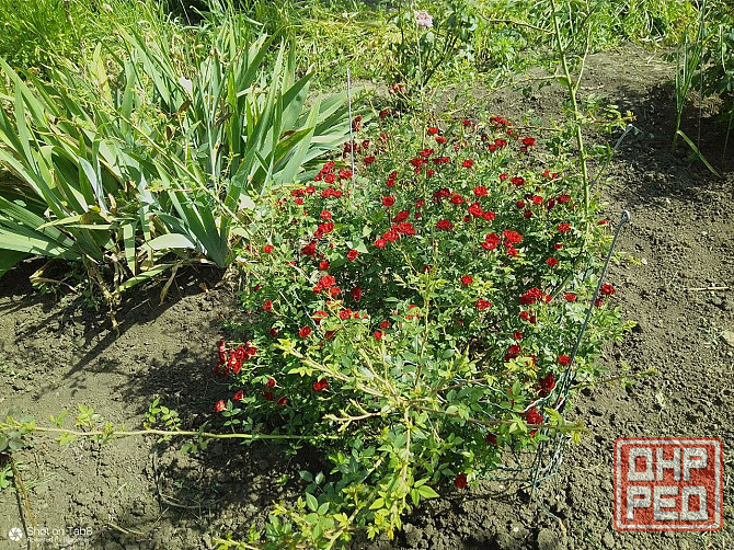 Продается дом в Донецке Горбачева Михайловка Донецк - изображение 4