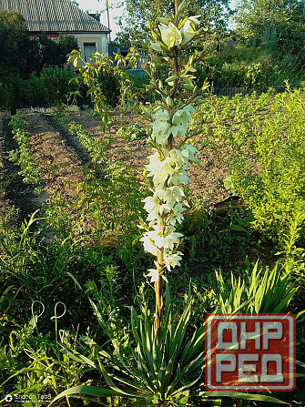 Продается дом в Донецке Горбачева Михайловка Донецк - изображение 3