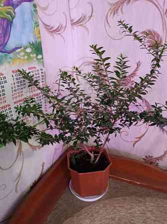 Продам укоренённые черенки мирта Донецк