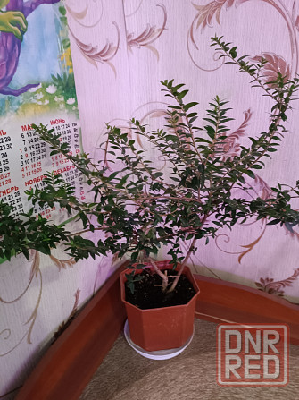 Продам укоренённые черенки мирта Донецк - изображение 1