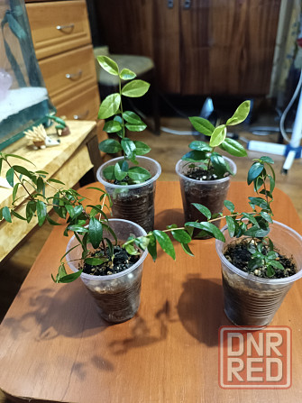 Продам укоренённые черенки мирта Донецк - изображение 2