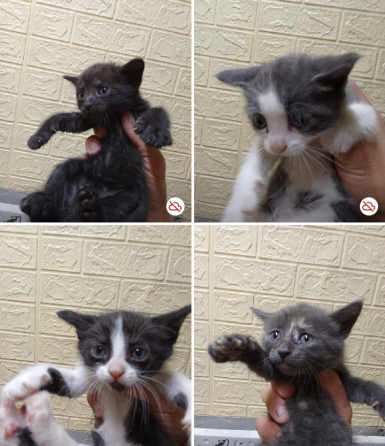Котята в хорошие руки (!) Макеевка