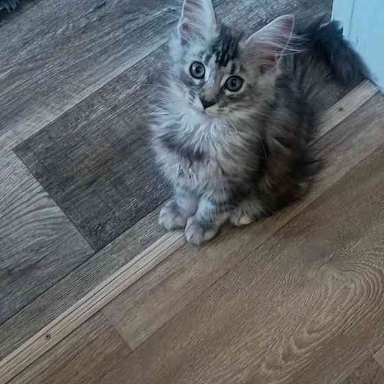 Вязка,котята Макеевка