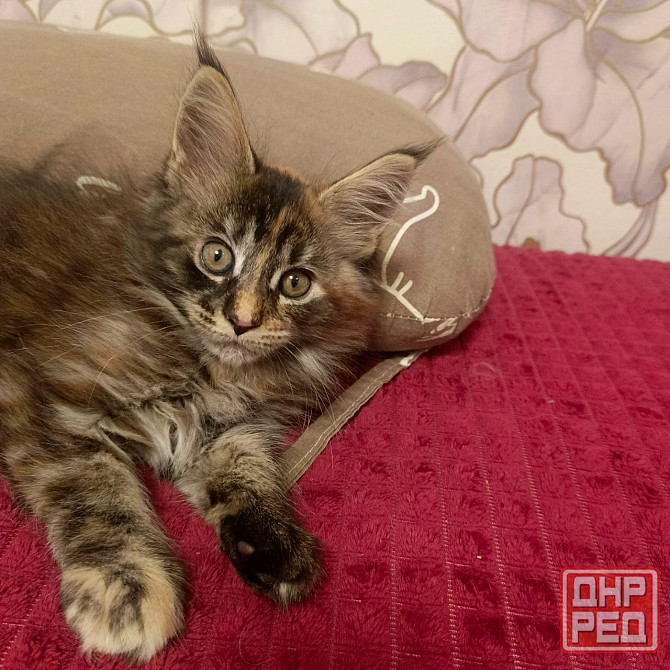 Вязка,котята Макеевка - изображение 2