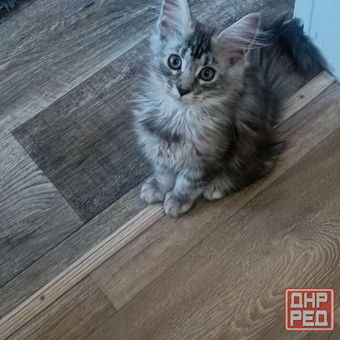 Вязка,котята Макеевка - изображение 3