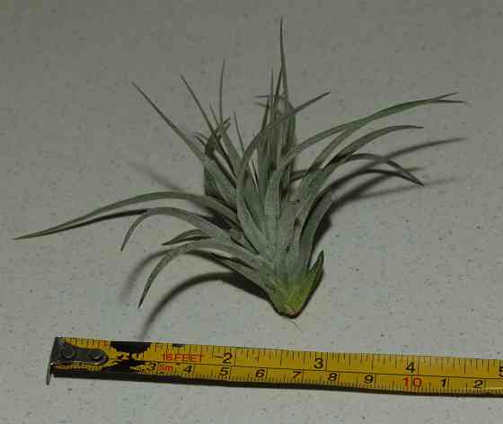 Продам атмосферную тилландсию Tillandsia Houston Cotton Candy Донецк