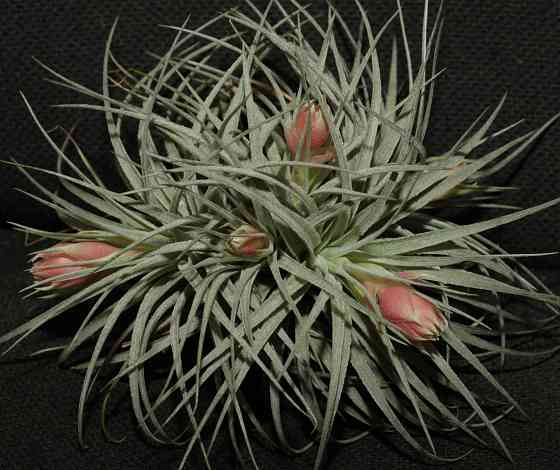 Продам атмосферную тилландсию Tillandsia Houston Cotton Candy Донецк
