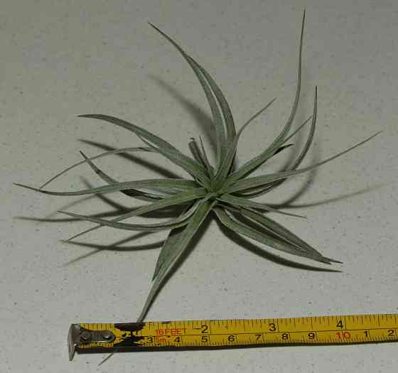 Продам атмосферную тилландсию Tillandsia Houston Cotton Candy Донецк