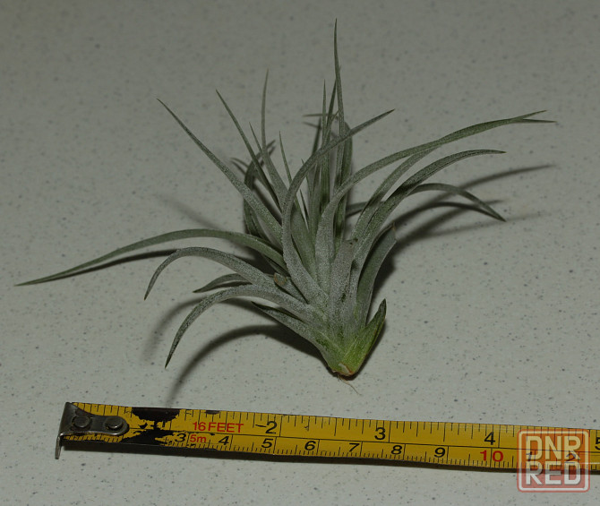 Продам атмосферную тилландсию Tillandsia Houston Cotton Candy Донецк - изображение 3