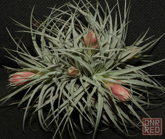 Продам атмосферную тилландсию Tillandsia Houston Cotton Candy Донецк - изображение 1