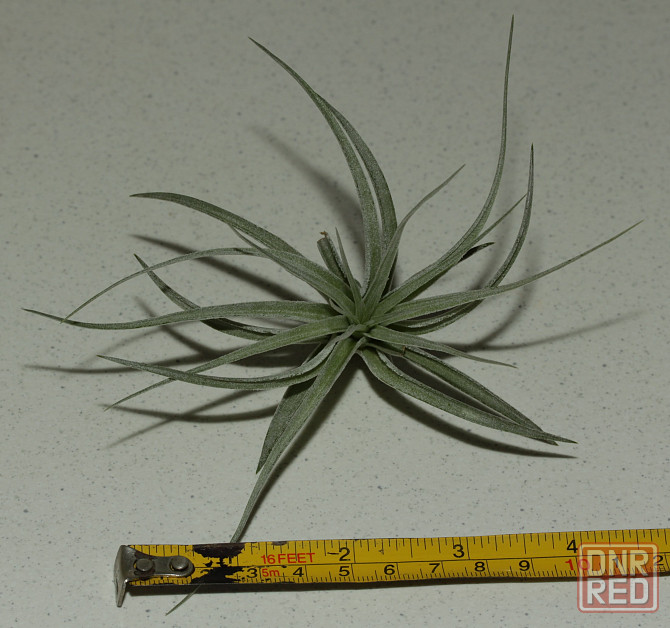 Продам атмосферную тилландсию Tillandsia Houston Cotton Candy Донецк - изображение 2