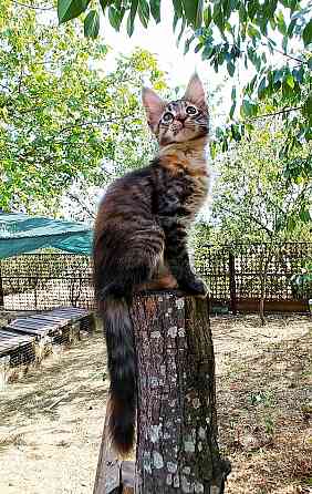 Котята мейн-кун Луганск