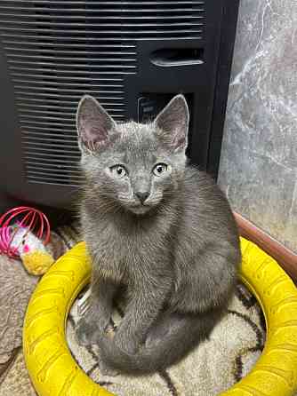 Котята ищут дом Харцызск