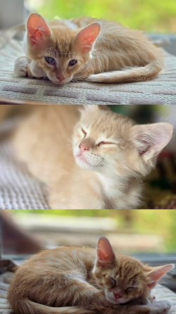 Котятам очень нужен дом! Донецк