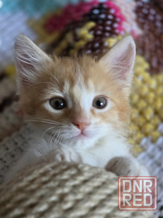 Котятам очень нужен дом! Донецк - изображение 1